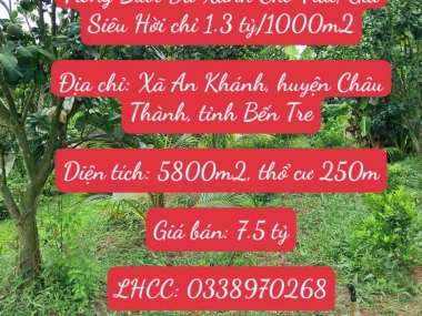 Bán Trọn Thửa Đất Đẹp 5800m2 Trồng Bưởi Da Xanh Cho Trái, Giá Siêu Hời chỉ 1.3 tỷ/1000m2 Bến Tre